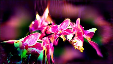 Bild mit Orchideen, Blumen im Makro, Digital Art, Blumiges, Blumenmakro, Digitale Blumen