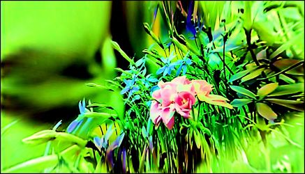 Bild mit Blütenzauber, Blumen im Makro, Blumiges, Blumenmakro