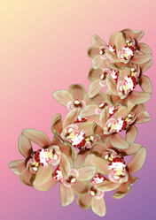 Orchideenkomposition