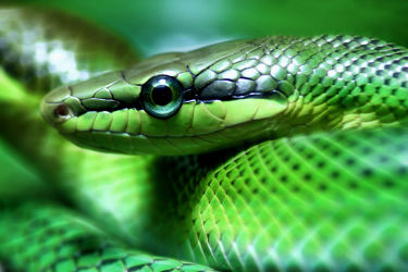 Bild mit Tiere, Natur, Schlangen, Reptilien, Tier, Umwelt, Reptil, Schlange, Spitzkopfnatter