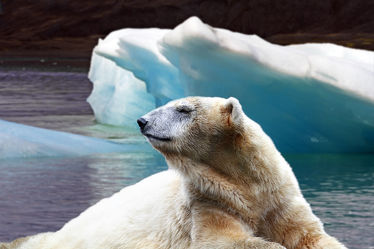 Bild mit Tiere, Natur, Eis, Raubtiere, Raubtier, Umwelt, Eisbär, Eisbären, Alaska, Arktis, Antarktis, Eisschollen