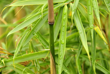 Bild mit Grün, Bambus, bamboo, Tapete, Tapeten Muster, Harmonie in Grün, wandtapete, fototapete, bambuswald