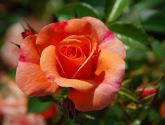 Bild mit Rosen, Rose, Roses, Schönheit, blüte, beetrose, edelrose, edel