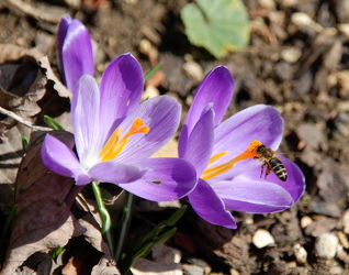 Bild mit Frühling, Bienen, Frühlingsgefühle, frühblüher, Biene, Honigbiene, Krokus, Bienchen