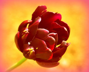 Bild mit Tulpe, Tulpen, warm, Deko, dekorativ, wandschmuck, digital bearbeitet, tulpenblüte, Poesie