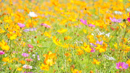 Bild mit Blumenwiesen - Wiesenblumen