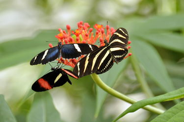 Bild mit Schmetterlinge, Schmetterling, exotische Schönheiten, butterfly, papillon, Tagfalter, Falter, farbenprächtig, schillernd