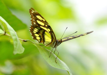 Bild mit Insekten, Schmetterlinge, Schmetterlinge, Tier, Schmetterling, exotische Schönheiten, butterfly, papillon, Tagfalter, Falter, Insekt