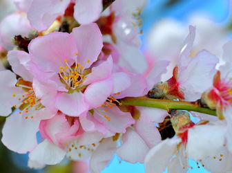 Bild mit Frühling, Mandelblüte, Frühlingsgefühle, Frühlingsgefühle, Mandelblüten, frühjahr, zart, mandelbäumchen, dekorativ