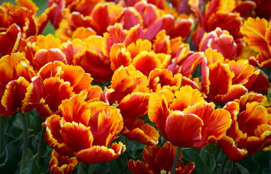 Bild mit Orange, Gelb, Frühling, Rot, Tulpe, Tulips, Tulpen, Tulip, Tapete, Blütenreich, wandtapete, fototapete, intensiv, tulpenbeet, frühblüher, frühjahr, tulpenmeer, tulpenblüten, tulpenblüte, vielblütig, tulpenfeld, feurig