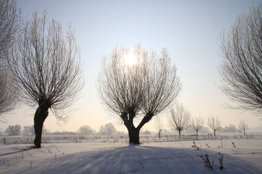 Bild mit Bäume, Winter, Schnee, Baum, Baum, Weihnachten, Saale, sachsen anhalt, Salzlandkreis, Saaleaue