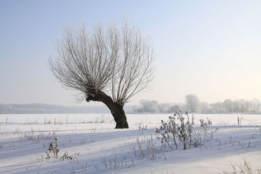 Bild mit Bäume, Winter, Schnee, Baum, Weihnachten, winterlandschaft, Schneelandschaften, Winterzeit, Frost
