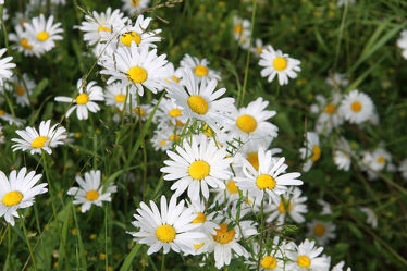 Bild mit Blumen, Weiß, Sommer, Landschaft, Blume, Wiese, Margeriten, Margerite, blüte, sachsen anhalt