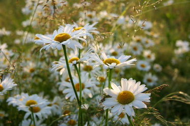 Bild mit Blumen, Weiß, Sommer, Landschaft, Blume, Wiese, Margeriten, Margerite, blüte, sachsen anhalt
