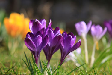 Bild mit Gelb, Blumen, Lila, Violett, Frühling, Wiese, Krokusse, frühblüher, frühjahr, Krokus