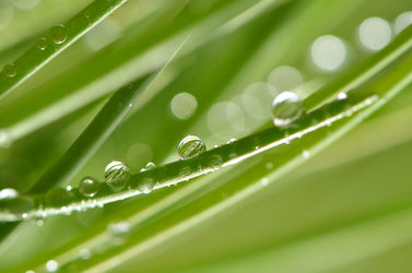 Bild mit Natur, Grün, Makro, Gras, Wassertropfen, Regentropfen, Tropfen, Flora, Tau, Regen, Tautropfen
