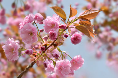 Bild mit Jahreszeiten, Blumen, Rosa, Frühling, Blume, Makro, Blumen und Pflanzen, Flora, Blüten, blüte, pink, Kirschblüte, Jahreszeit, frühlingsblüten
