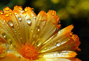 Ringelblume mit Wassertropfen