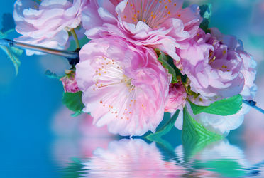 Bild mit Blumen, Frühling, Blume, Pflanze, Makro, Kirschblüten, Kirschbaum, Mandelbaum, Mandelblüte, Blüten, blüte, blütenblatt, frühjahr, Blütenblätter, Kirschblüte, Frühlingserwachen
