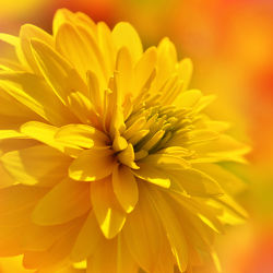 Bild mit Gelb, Pflanzen, Blumen, Dahlien, Blume, Pflanze, Makro, Blüten, Makros, blüte, Dahlie