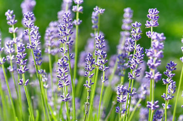Bild mit Natur, Pflanzen, Blumen, Lavendel, Blume, Pflanze, Blüten, blüte, Lavendelblüte, Lavendelblüten, Lavendelfeld