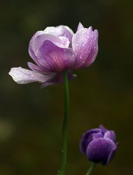 Bild mit Blume, Florale Schönheiten, anemone, Blumenfoto, anemonenfoto
