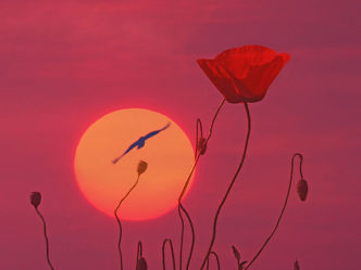 Sunset by Poppy