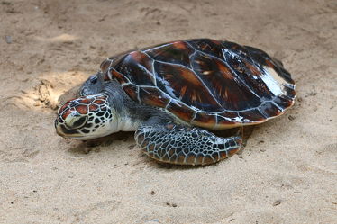 Turtle  Bild 3159