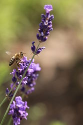 Bild mit Tiere, Insekten, Bienen, Tier, Biene, Honigbiene, Insekt