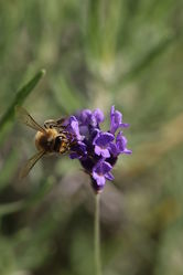 Bild mit Tiere, Insekten, Bienen, Lavendel, Tier, Biene, Honigbiene, Insekt