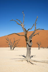 Bild mit Wüste