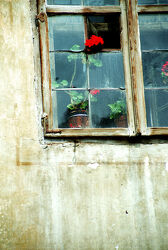 Rote Geranie im alten Fenster