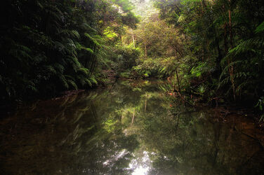 Bild mit Natur, Wälder, Teiche, Spiegelungen, Urwald, Wasserspiegelung, Australien, Dschungel, Naturwald, Queensland