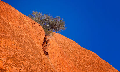 Bild mit Orange, Blau, Überleben, Büsche, Diagonale, Trockenheit, Australien, Naturgestein, Uluru, Ayers Rock