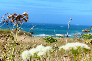 Bild mit Pflanzen, Gräser, Meer, Blauer Himmel, Küste