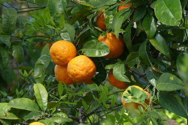 Bild mit Orange, Natur