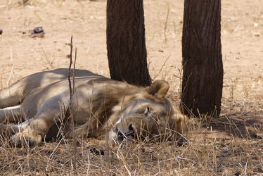 Bild mit Löwe, Schattenruheplatz, Schlaf, safari