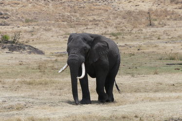 Bild mit Tiere, Natur, Elefant, Afrika, Naturschutzgebiet, safari
