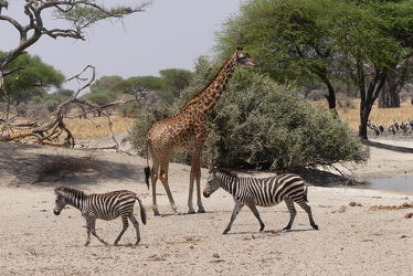 Bild mit Tiere, Säugetiere, Natur, Wasser, Paarhufer, Giraffe, Afrika, Zebras, Nationalpark, safari