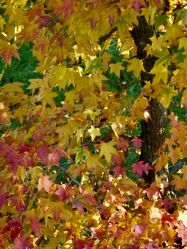 Bild mit Gelb, Rot, Herbst, Blätter, Herbstblätter, Landschaften im Herbst