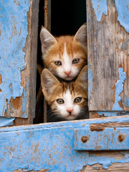 Neugierige Katzenkinder im blauen Fenster