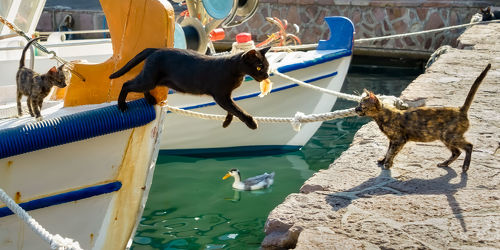 Katze springt vom Fischerboot