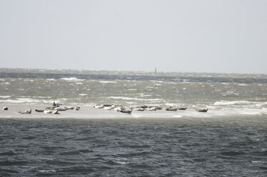 Bild mit Seehunde, Meerblick, Nordsee