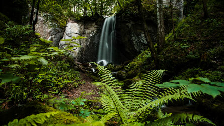 Bild mit Wald, Waldlichtung, Wasserfall, Landschaften & Natur, farnblatt