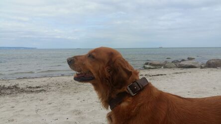 Bild mit Strand, Hund, Rassehunden, Nordsee, Küste, Hundestrand