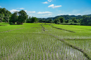 Bild mit Natur, Reisen, Reisefotografie, südostasien, Thailand, Reisanbau, Vietnam