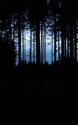 Bild mit Wald, Düsteres, Nacht, dunkel
