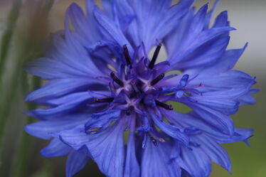 Bild mit Blau, Blume, Kornblume