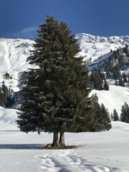 Bild mit Berge, Schnee, Schnee in den Bergen, Tannenbaum