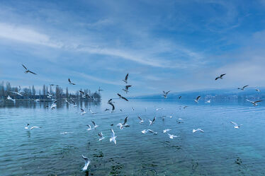 Bild mit Wasser, Gewässer, Vögel, Möwen, Blauer Himmel